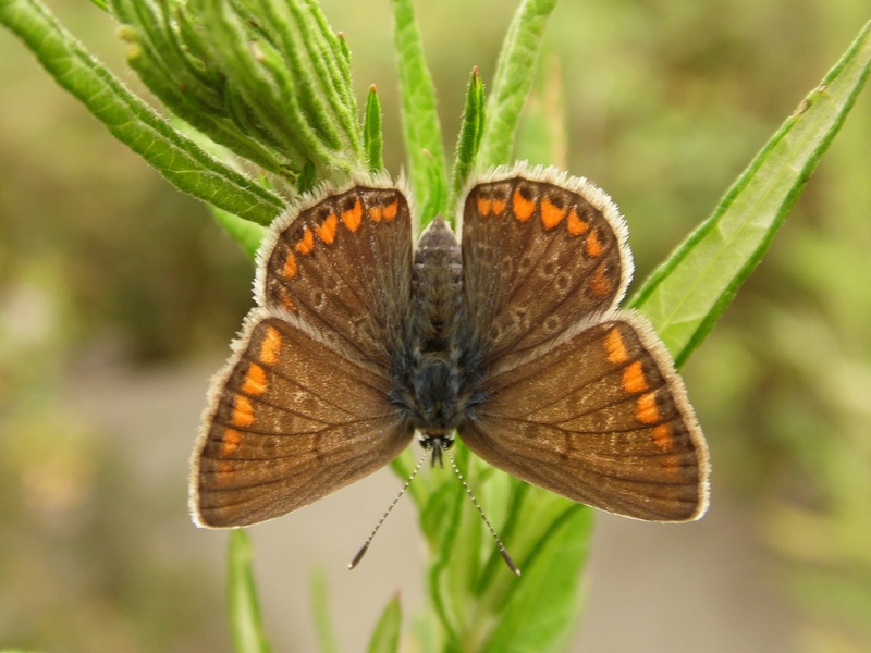 Lepidotteri pista ciclabile Arluno-Boffalora